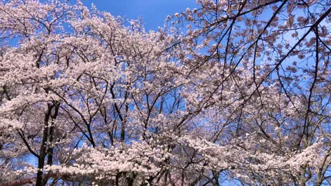 Japanese cherry blossom