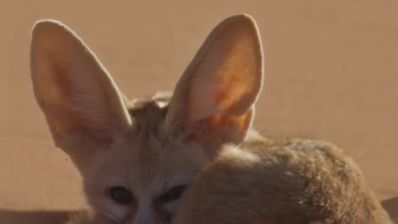 - Why the big ears Dogs in the Wild BBC Earth_