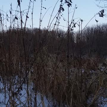 Psalm 29 Message Bible (God's thunder is symphonic)