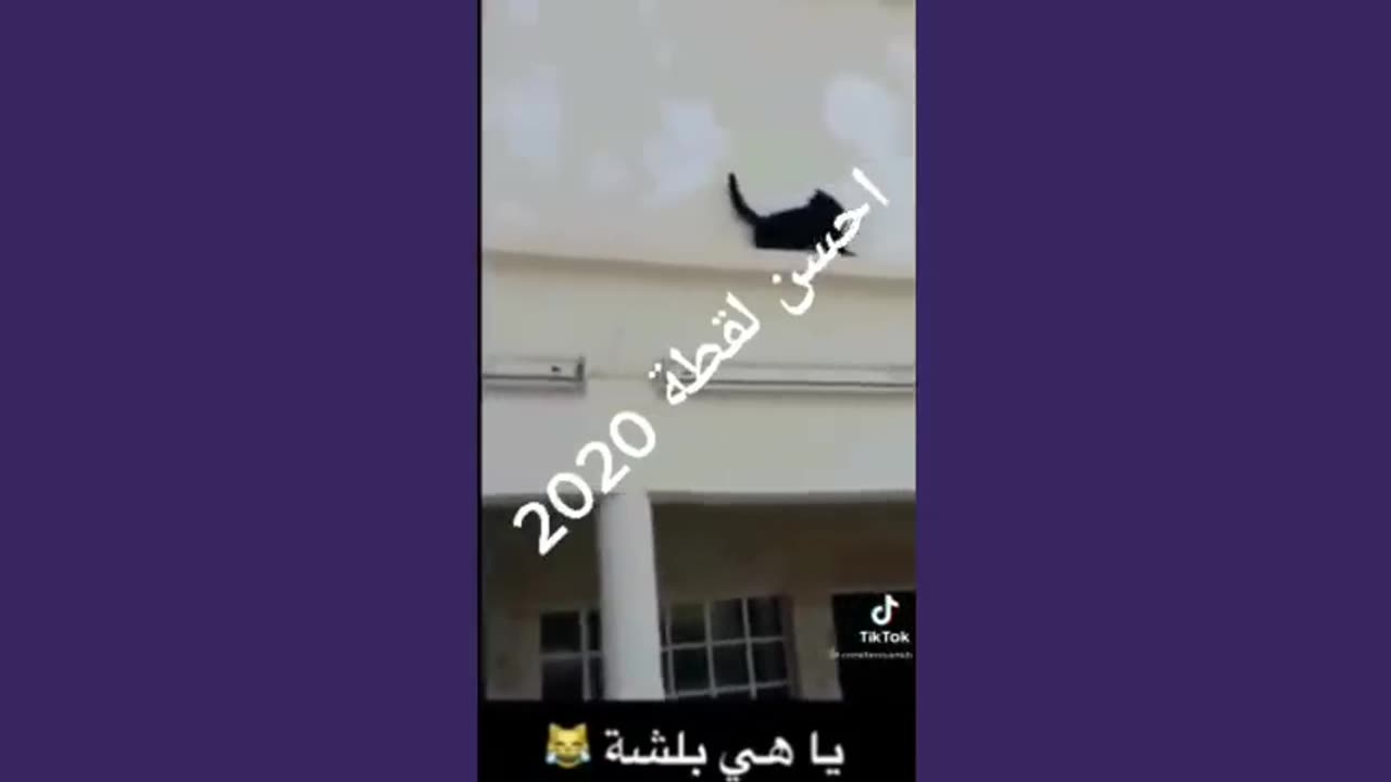 animals kickout