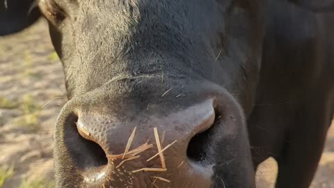 Cow's