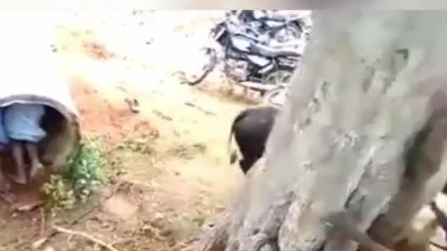 Funny Video