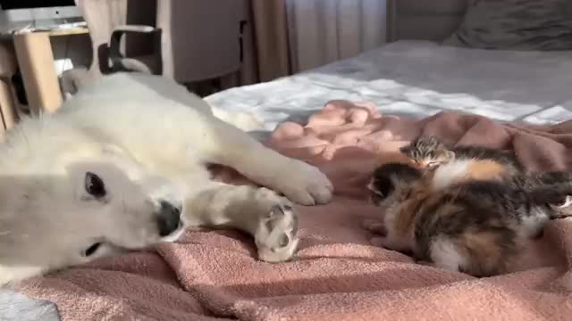 Golden Retriever Puppy Reacts to Baby Kittens