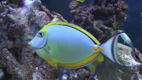 Cleaner Wrasse Vs. Naso Tang