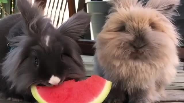 Watermelon is delicious