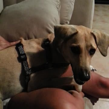 Funny dog cries on command