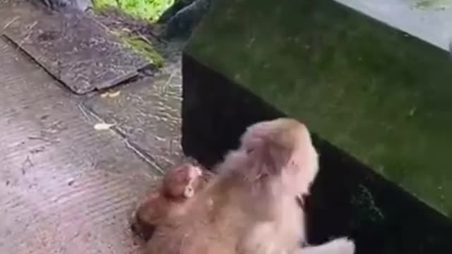 Best Funny Animal Videos of the year (2022), funniest animals ever. relax with cute animals