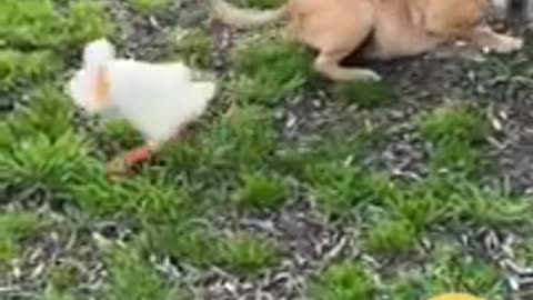 Funny Animal Video