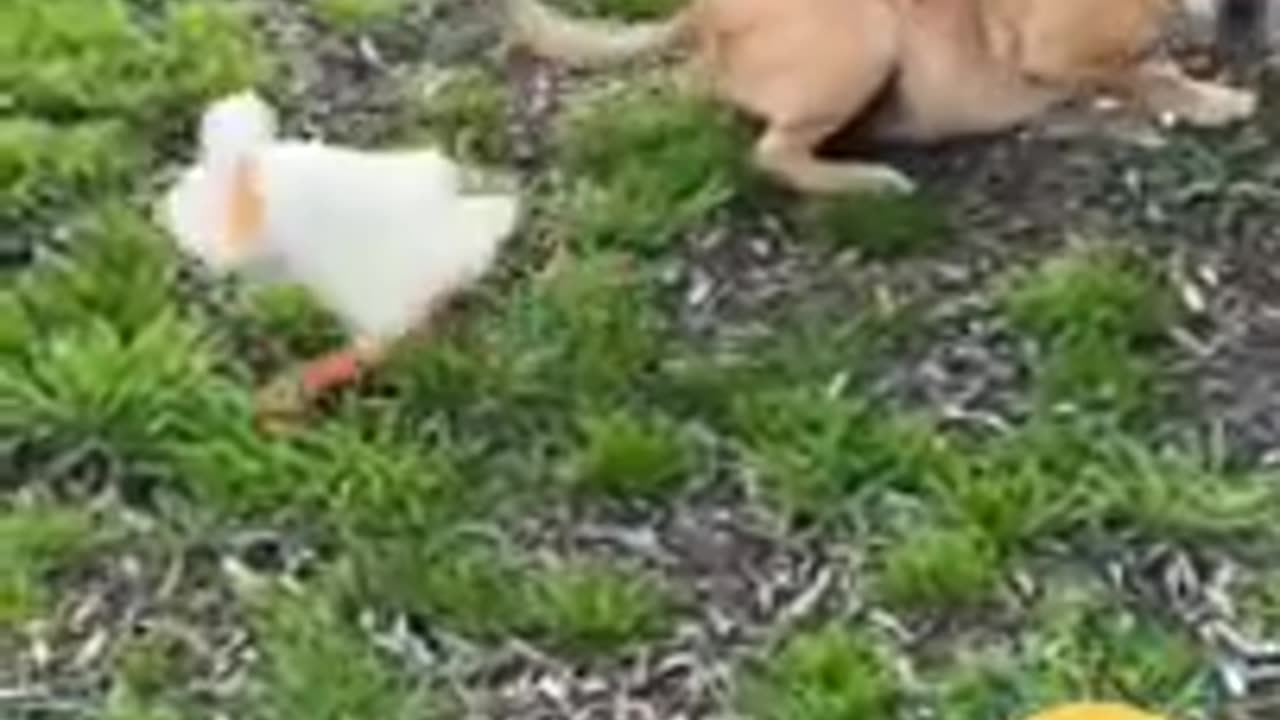 Funny Animal Video