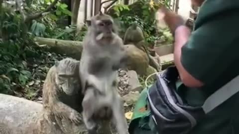 Funny video monkey