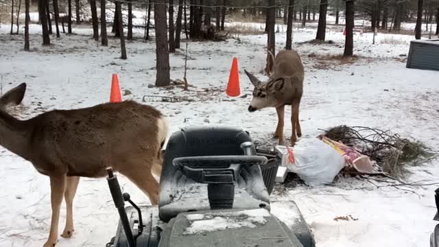 Meeting with the neighbors