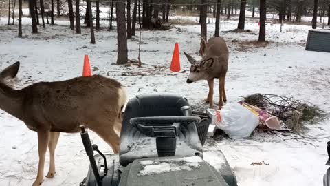 Meeting with the neighbors