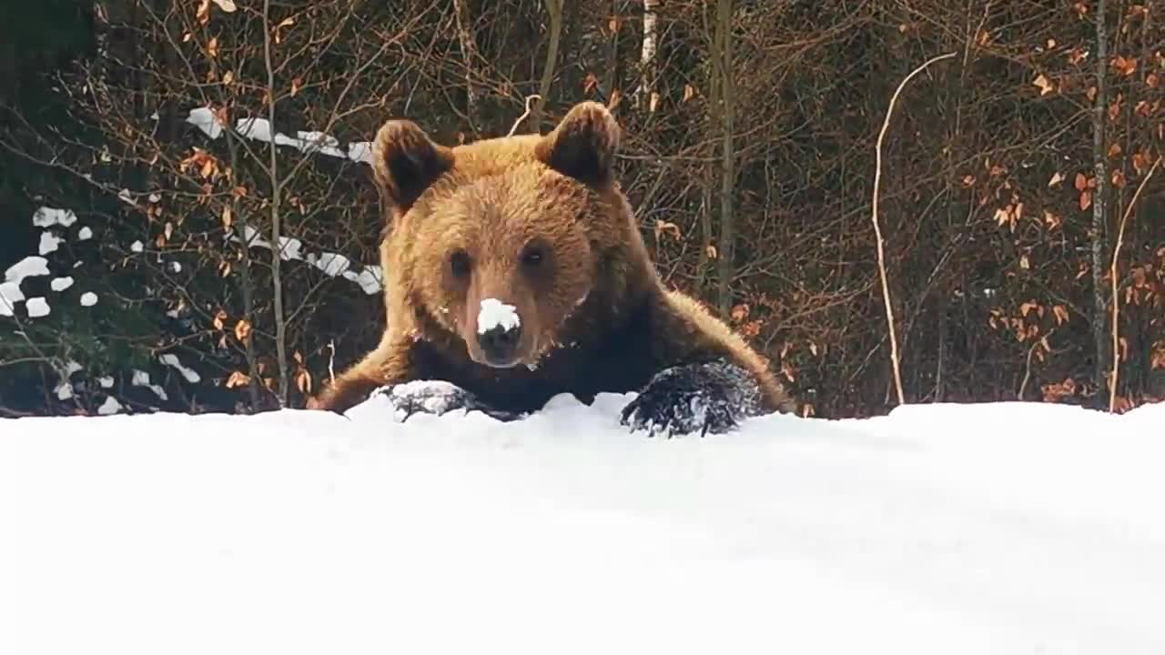 Skiing with the bear on the slope - 9 Martie 2021, Partia Cocosul Predeal Romania, by Mister Fox