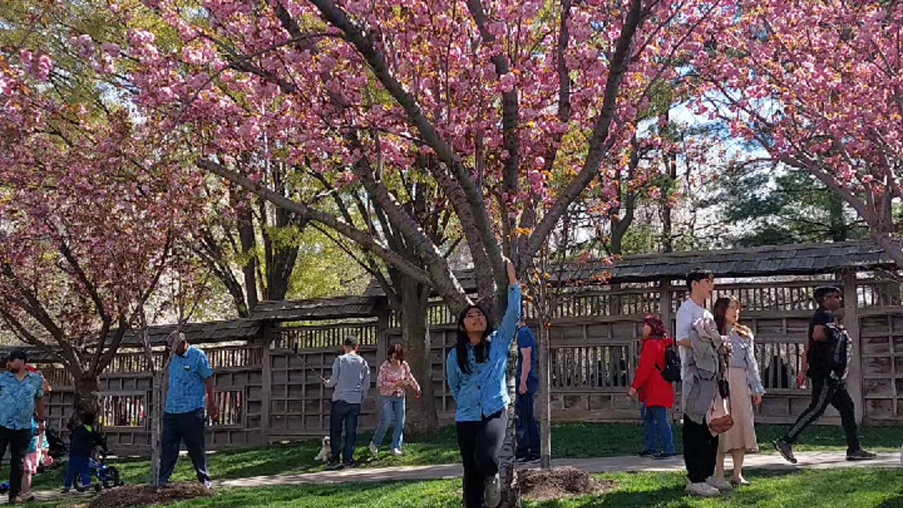 Spring is in the air - Cherry Blossom