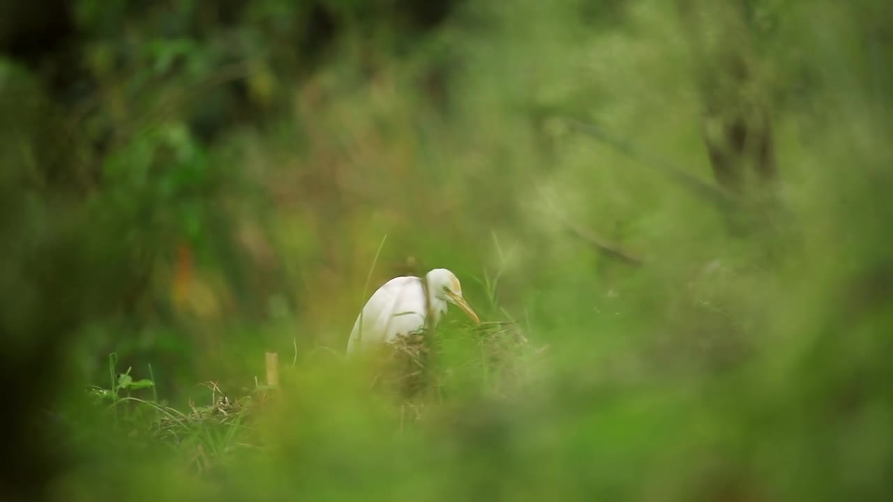 Cattle Egret Birds Nature Egret Animal Wildlife
