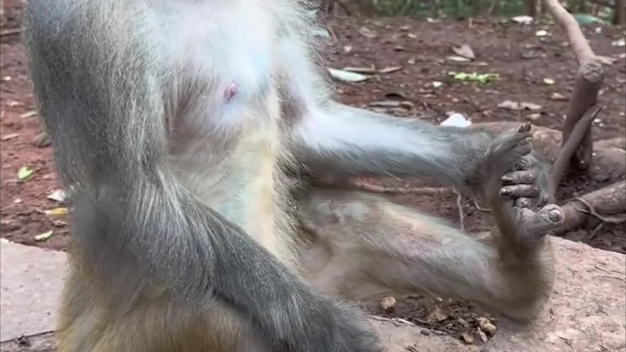 Positive Yoga Monkey🐒