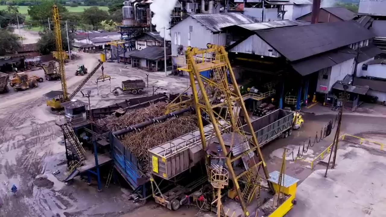 Growing and Harvesting Billions Tons of Sugarcane to make Sugar - Sugar Processing Line in Factory