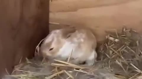 Baby Rabbits