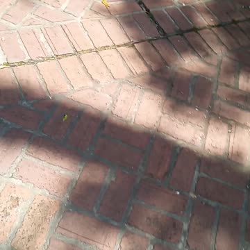 John Wolf sings a song