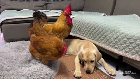 Crazy roosters bully Labrador retrievers to protect hens.How did the puppy react?