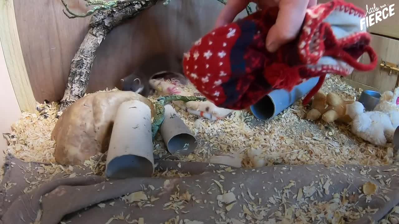 Tiny Baby Stoat Has The Best Reaction When She Meets Someone Like Her