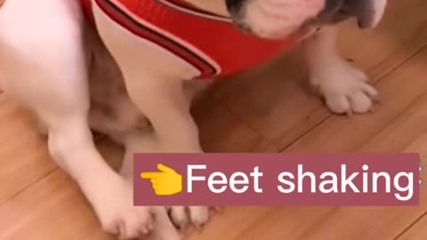 Treat pets gently.. !