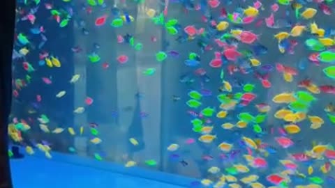 Beautiful Colorful Fishes in a tank