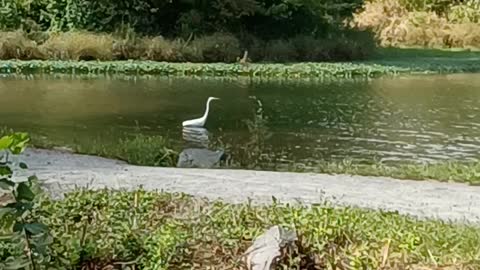 A Crain at the park