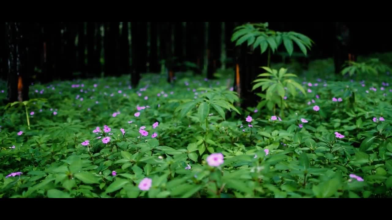 Nature Cinematic Short Film