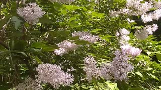 Lilacs