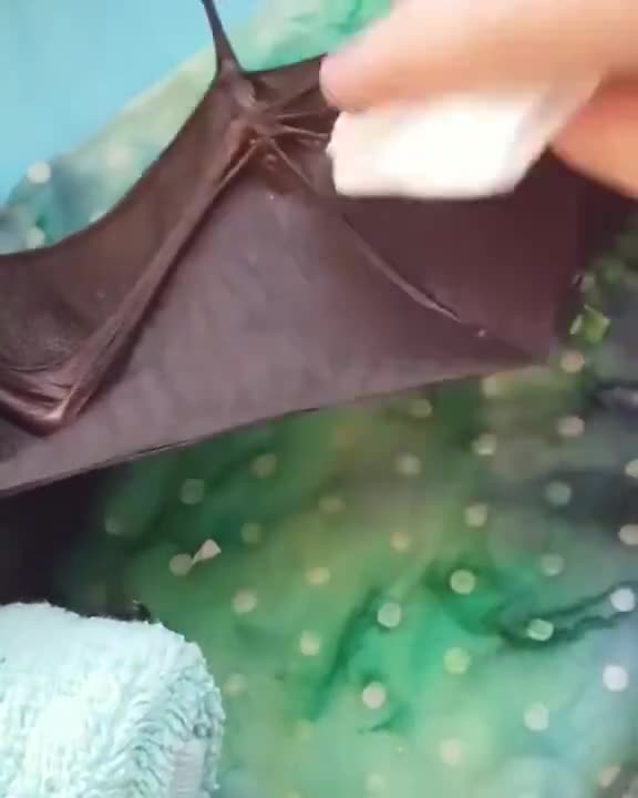 how-to-clean-a-baby-bat-for-those-of-you-who-happen-to-have-one.