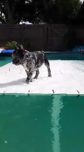 Frenchie Puppy Plays in Pool