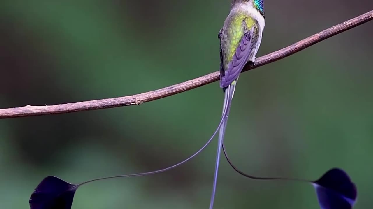 Marvelous Spatuletail Dazzling Hummingbird #shorts #shortsvideo #video #viral