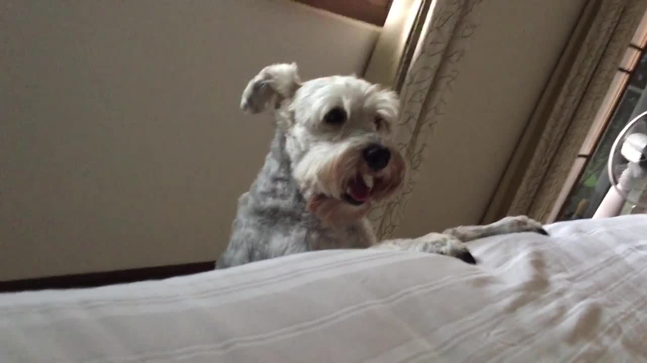 When Miniature schnauzer wake you up