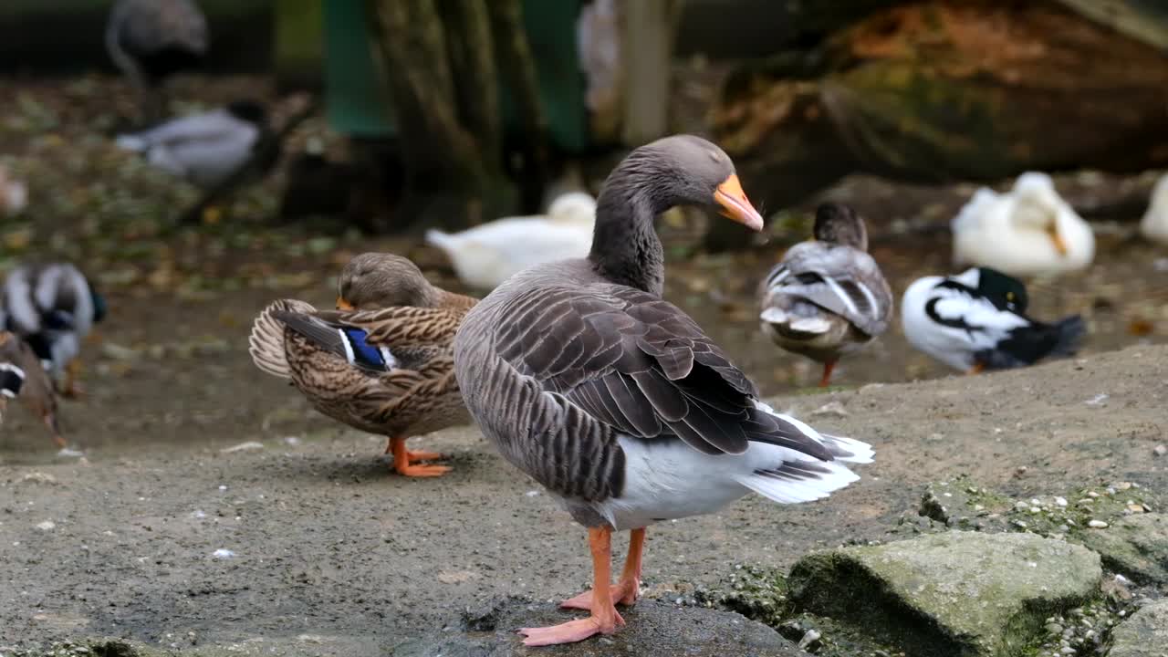 A goose cleans its feathers