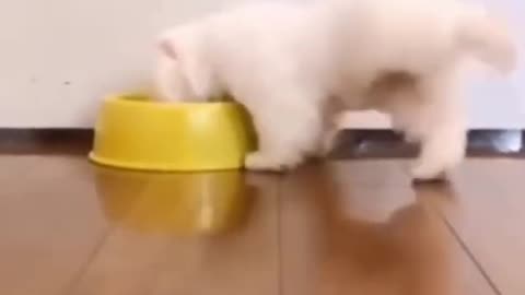 OMG, Cute Dog Dancing with Eating