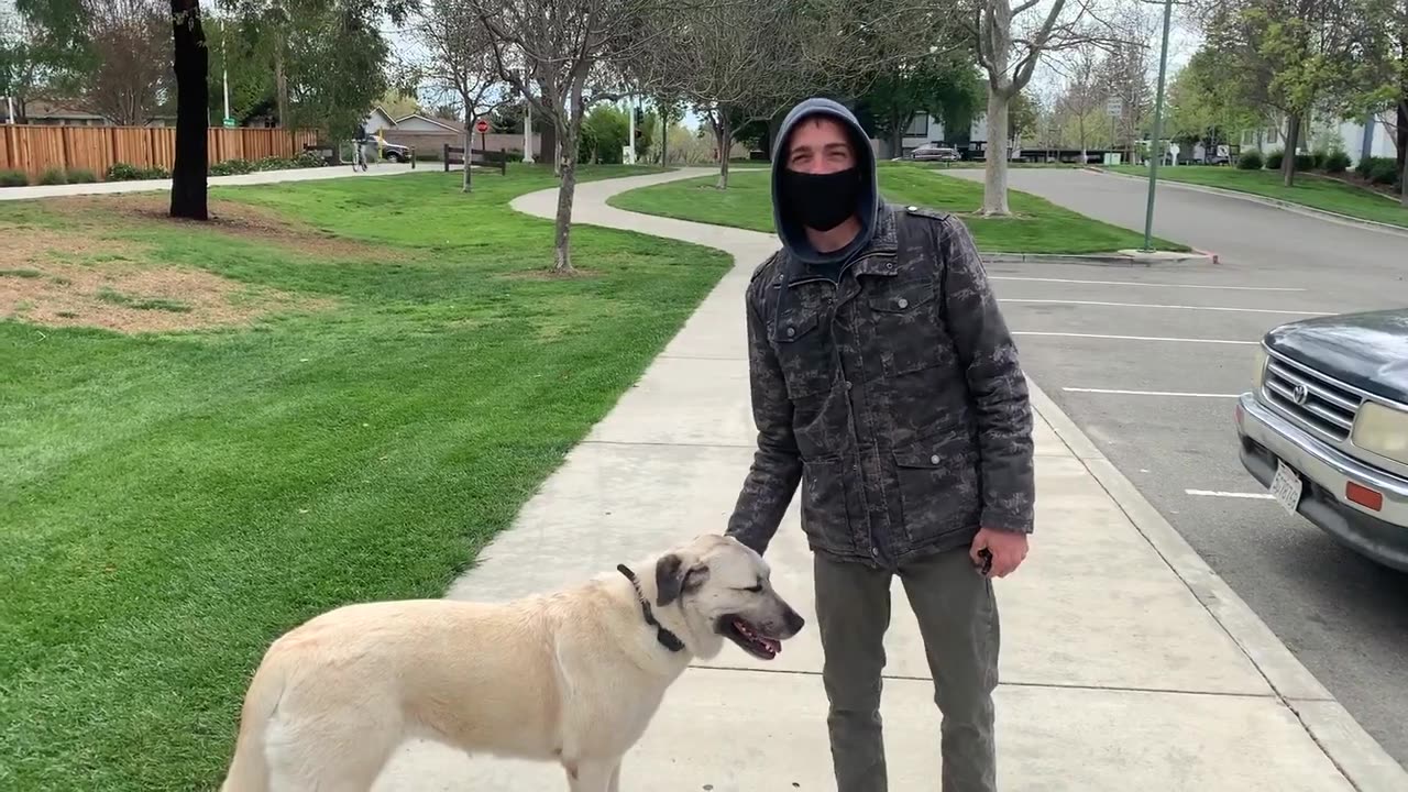 Honey Bear The 4 year old Anatolian Shepherd