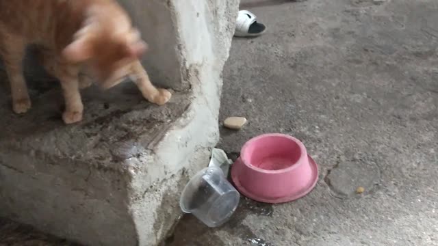i am a hunter, and when i catch the game, before eating i like to play with it.