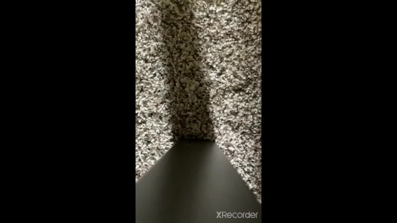 cat singing comedy video