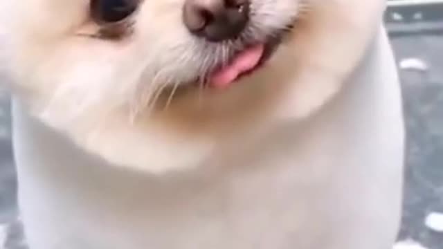 Cute Dog Tilting Head