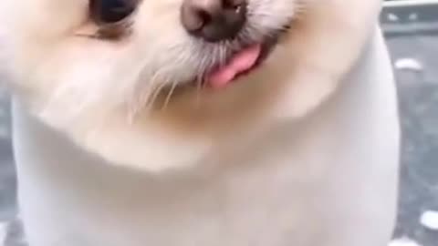 Cute Dog Tilting Head