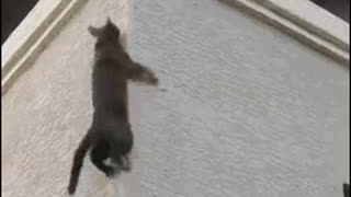 Dexterous cat climbs up a plaster wall to second floor, using his claws