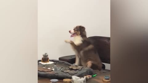 Funny Animals video 🤣🤣🤣🤣