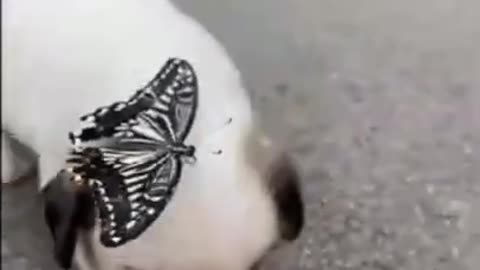 JUST A BABY DOG AND A BUTTERFLY