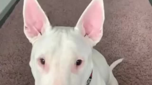 Dog gives paw to owner!