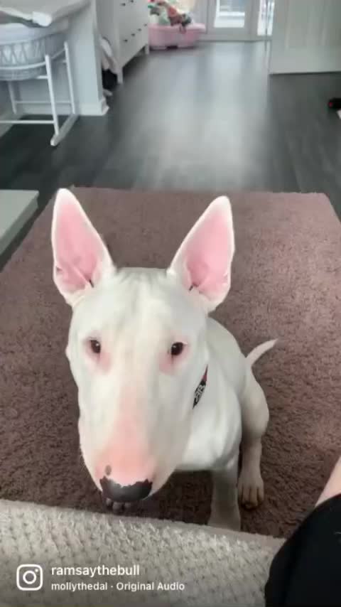 Dog gives paw to owner!