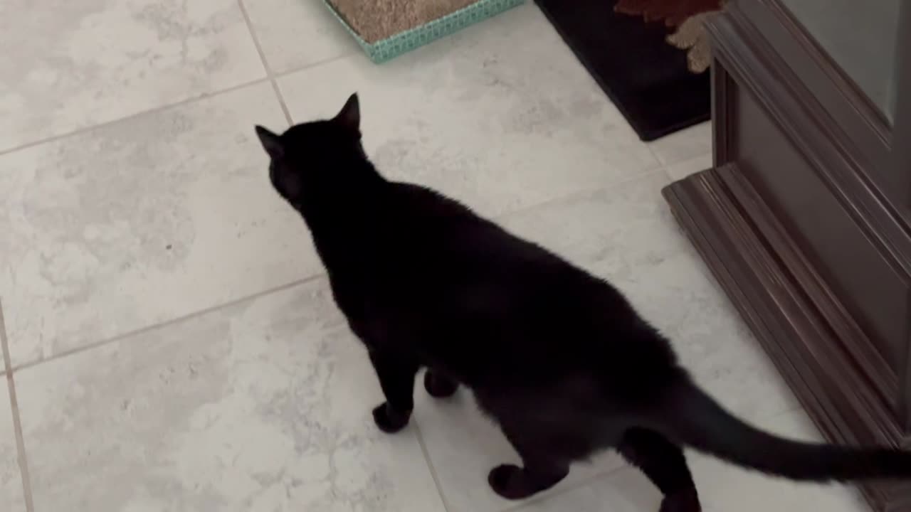 Adopting a Cat from a Shelter Vlog - Cute Precious Piper is a Building Inspector