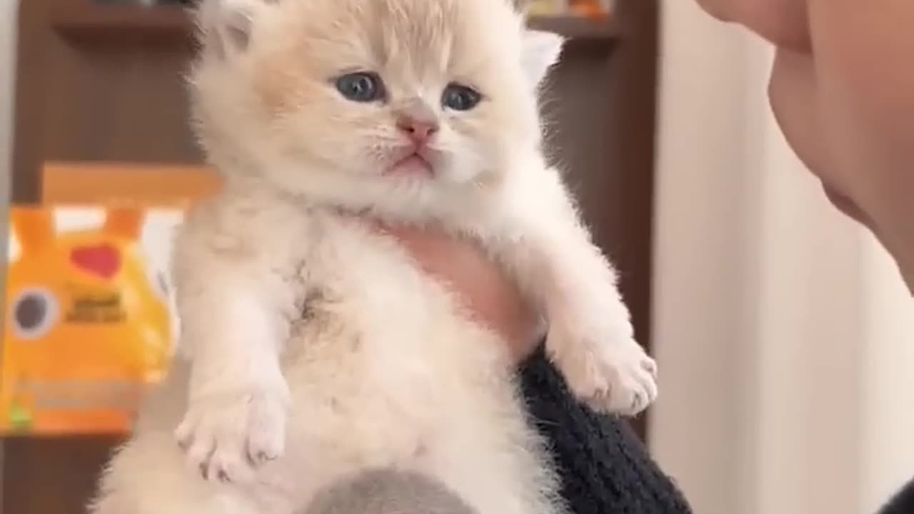 cuuut kitty