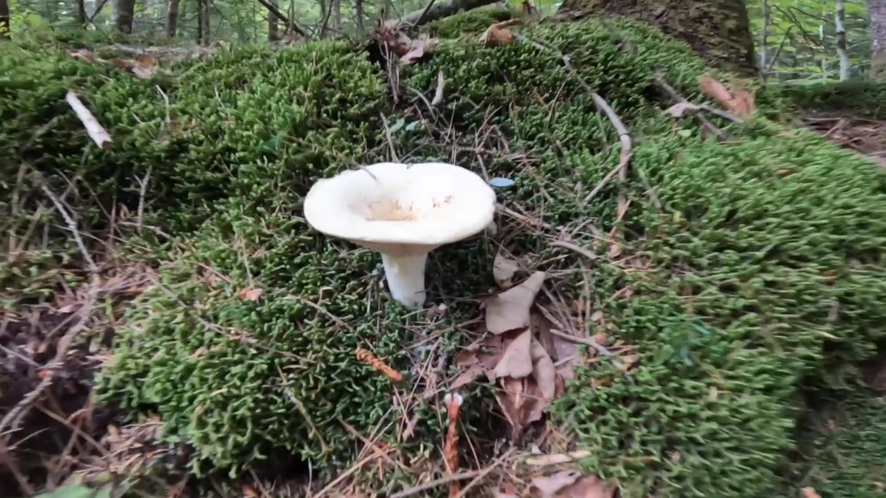 Mushroom