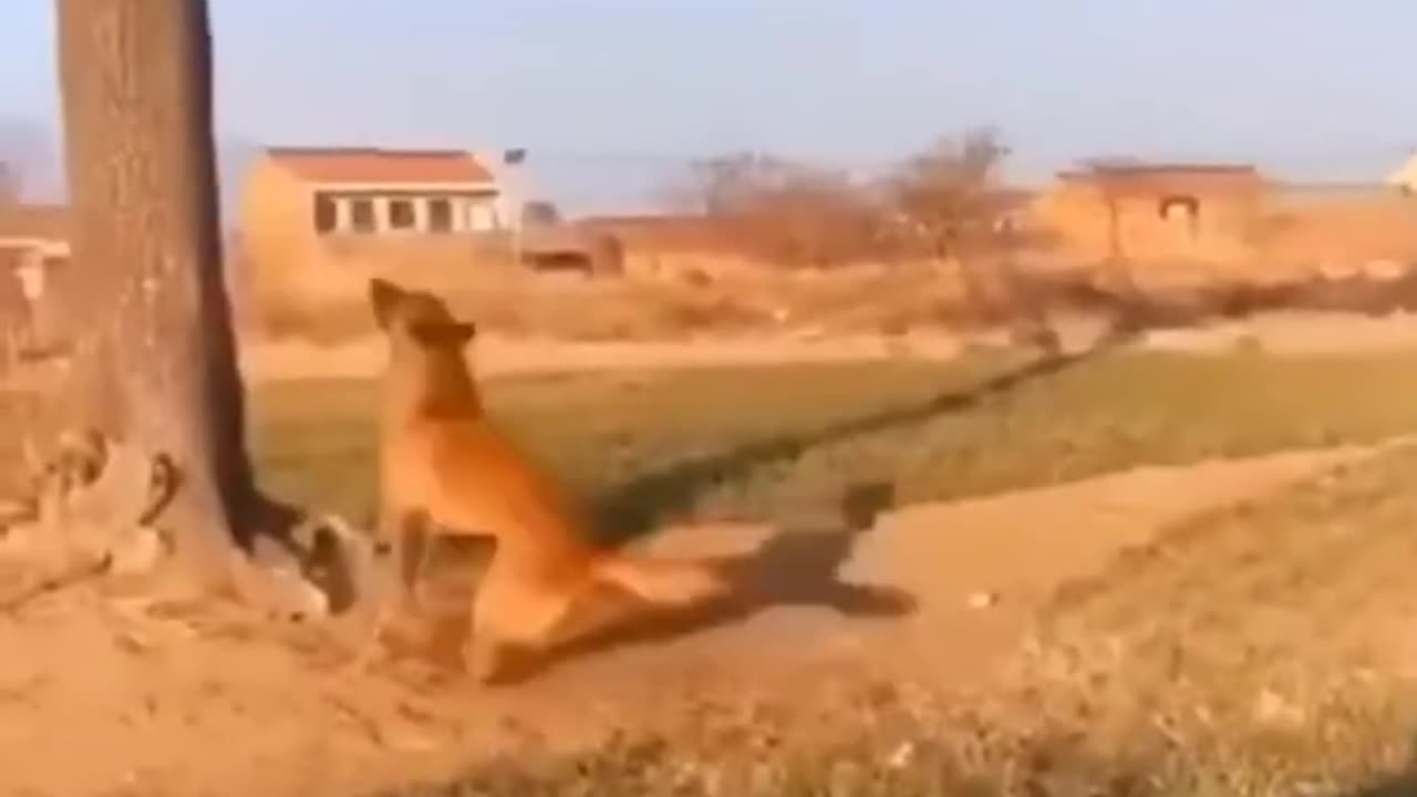 Dog catch the ball